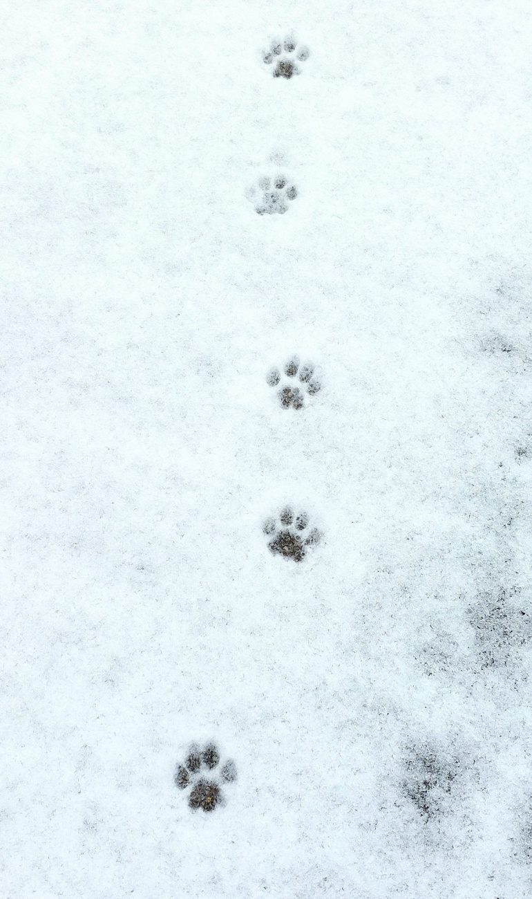 Foto: Martin Zehrer - Katzen-Spuren im Schnee... 