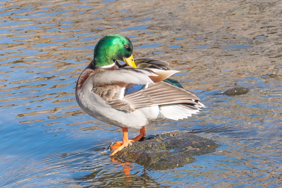 Foto: Martin Zehrer - Frühlings-Putz bei den Enten... 