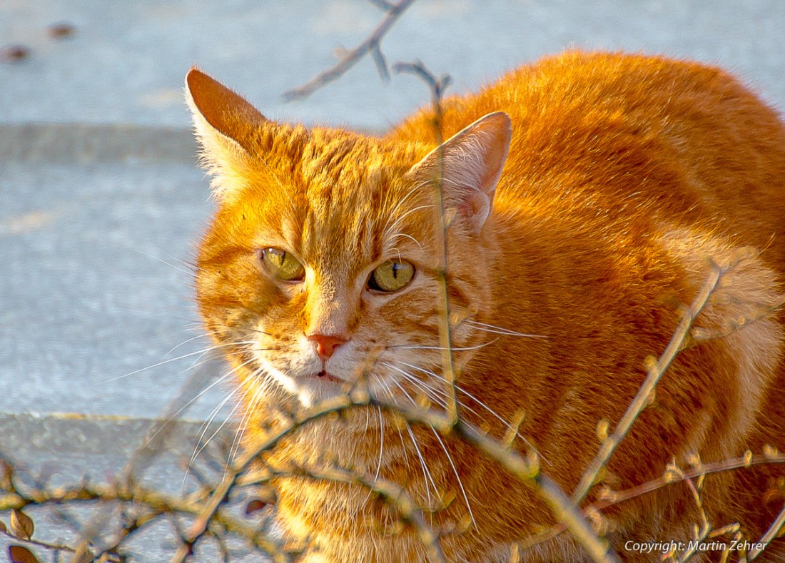 Foto: Martin Zehrer - Rote Katze auf dem Blechdach - Gesehen in Kemnath<br />
<br />
8. Februar 2015 