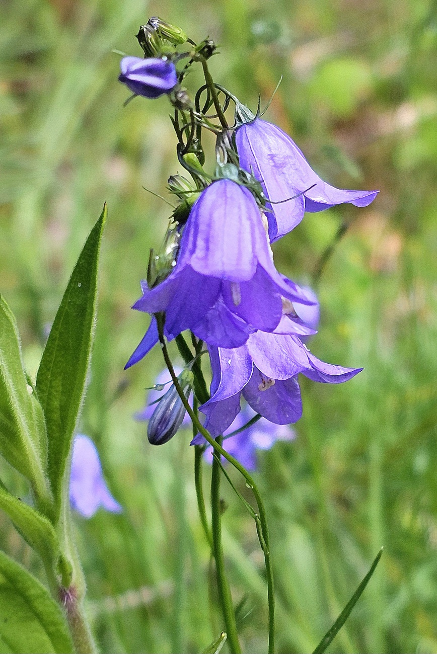 Glocken-Blümchen am Wegesrand im Steinwald...