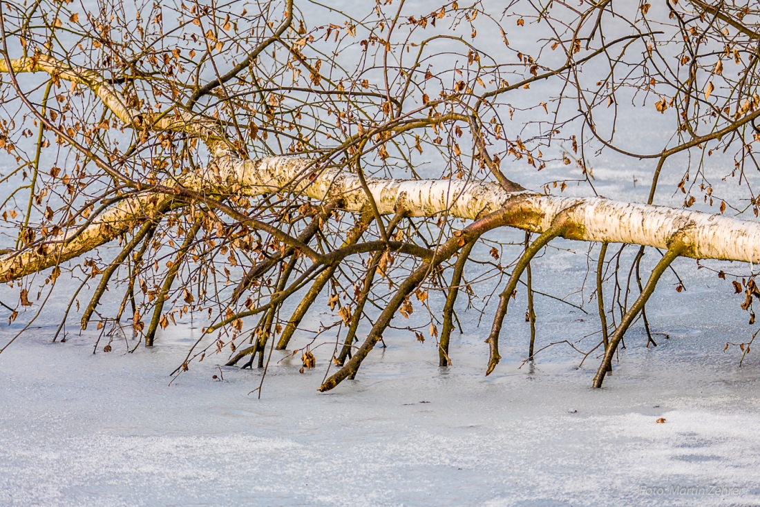 Foto: Martin Zehrer - Birke... eingefroren... an der Himmelsleiter. 