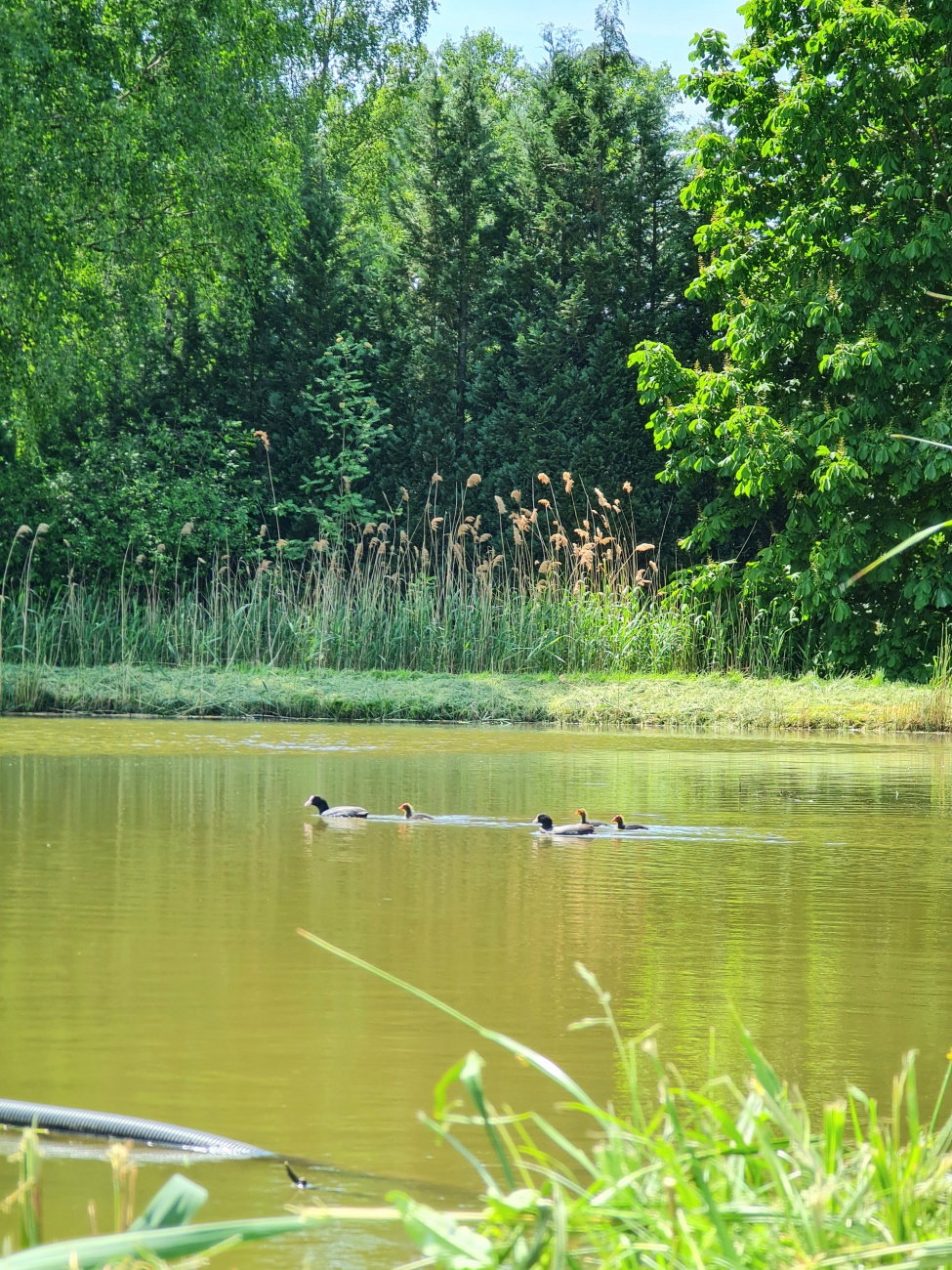 Foto: Jennifer Müller - Ein sommerlicher Spaziergang am Weiher. 