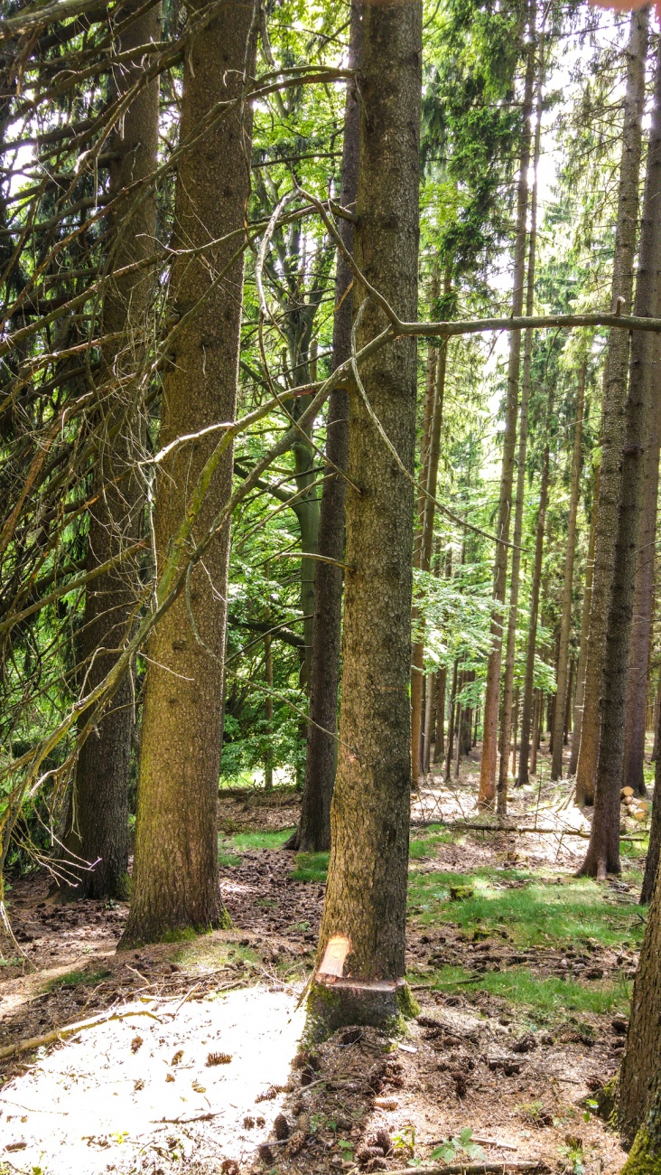 Foto: Martin Zehrer - Zufällig entdeckt... Ein durchgesägter Baum steht senkrecht im Wald... Ist das nicht gefährlich? 