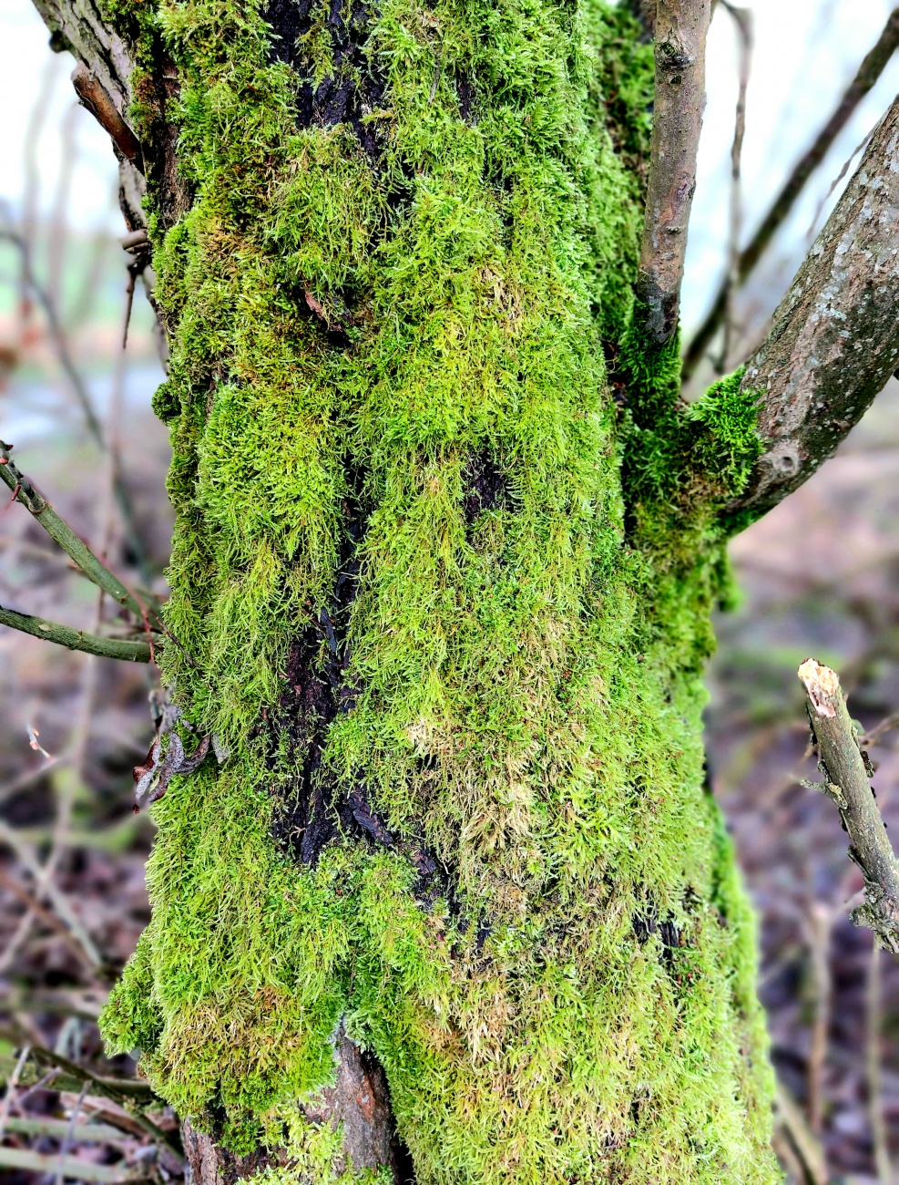 Foto: Martin Zehrer - Flauschiges Moos... 