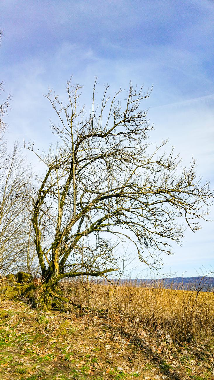 Foto: Martin Zehrer - Hängt nach Osten... Oben am Armesberg... ;-) 