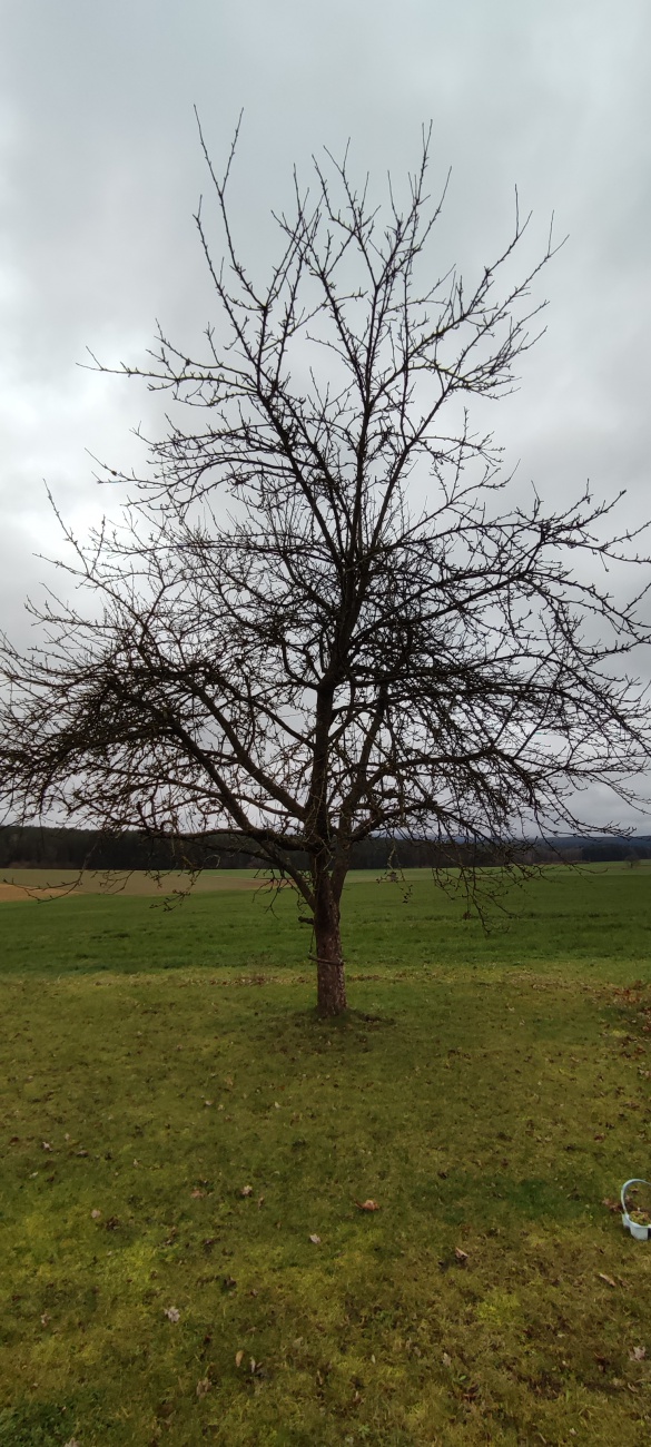 Foto: Stefan Heining - Apfelbaum, der 10 Jahre nicht gepflegt wurde vor dem Schnitt. 
