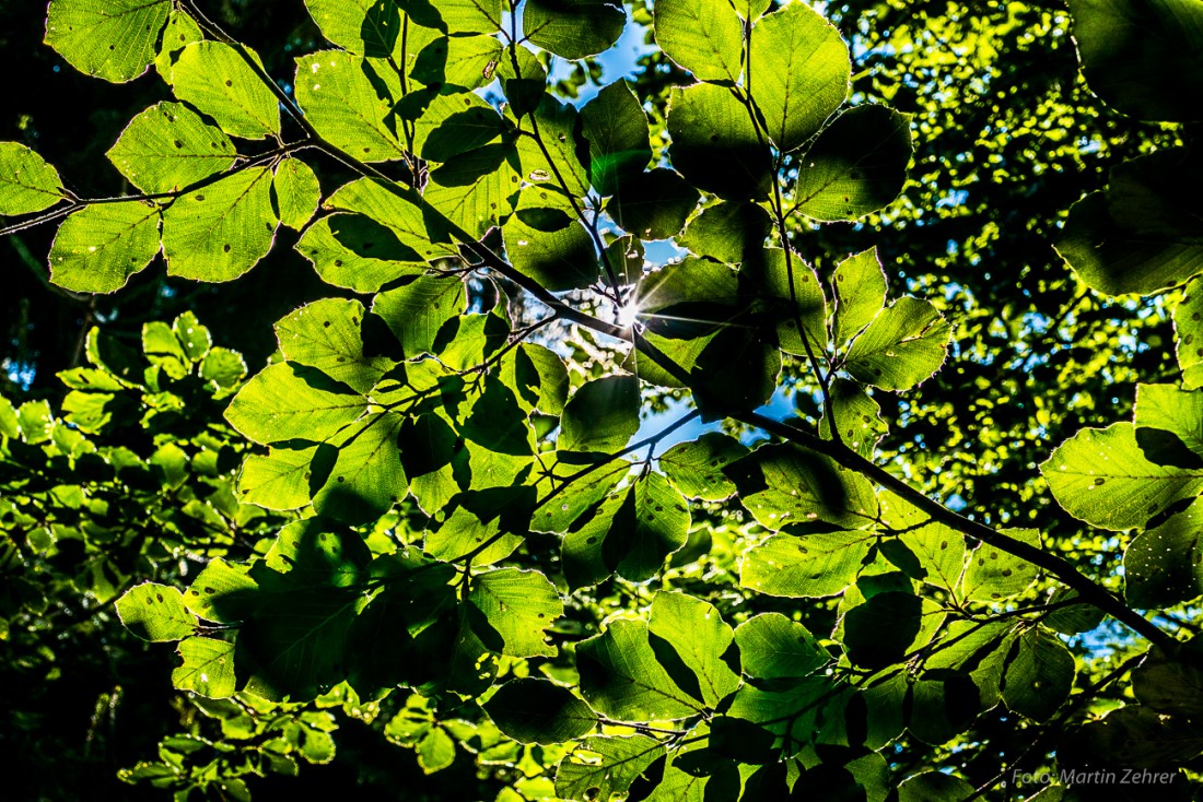 Foto: Martin Zehrer - Die Herbst-Sonne leuchtet durch das Blätterwerk.  