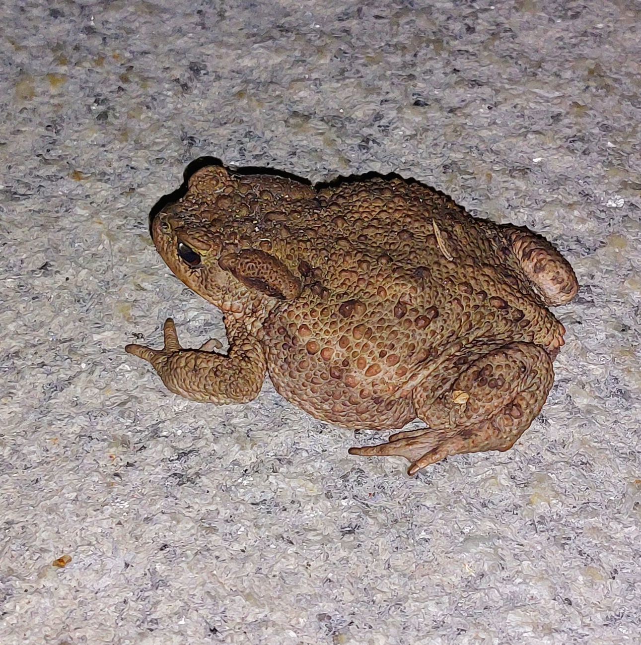 Foto: Martin Zehrer - Überraschungsbesuch vor der Haustüre. 