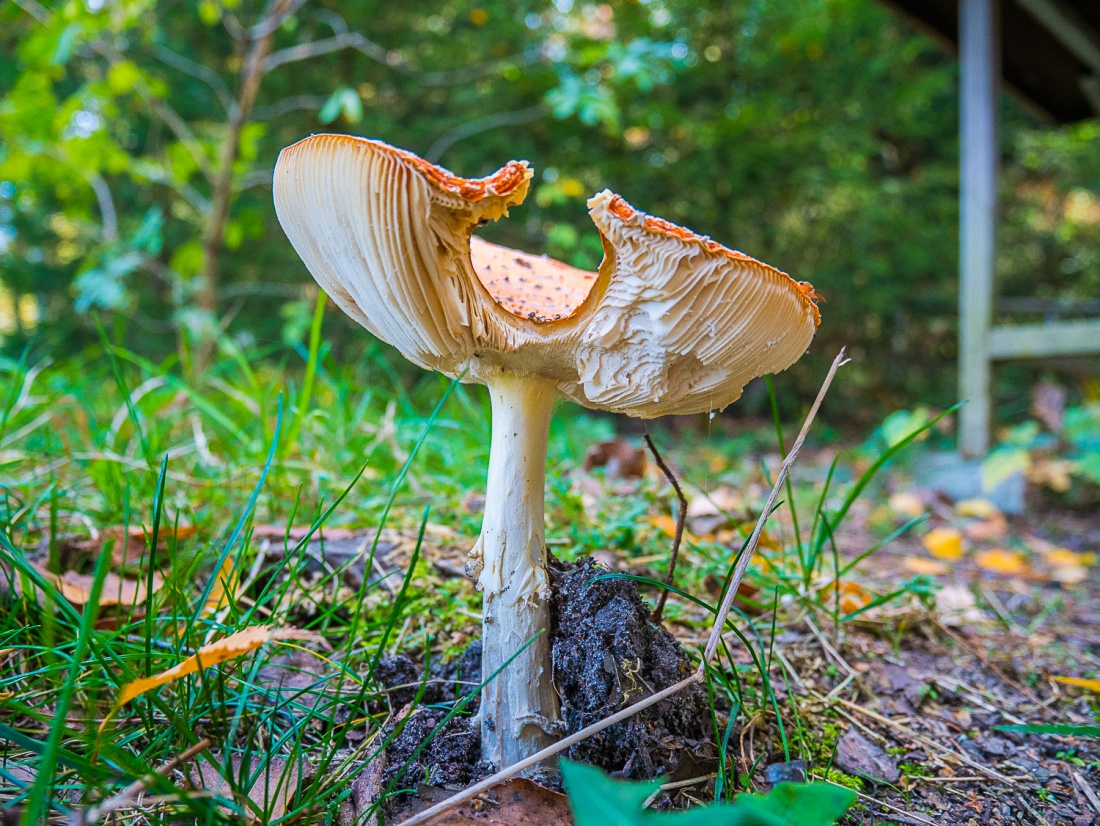 Foto: Martin Zehrer - Ein Schwammerl im Herbst... ;-) 