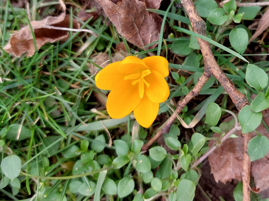 Foto: Martin Zehrer - So gelb Richtung Frühling... 