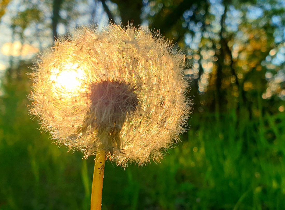 Foto: Martin Zehrer - Pusteblume in der Abendsonne...<br />
<br />
Gesehen oben am Schlossberg... 