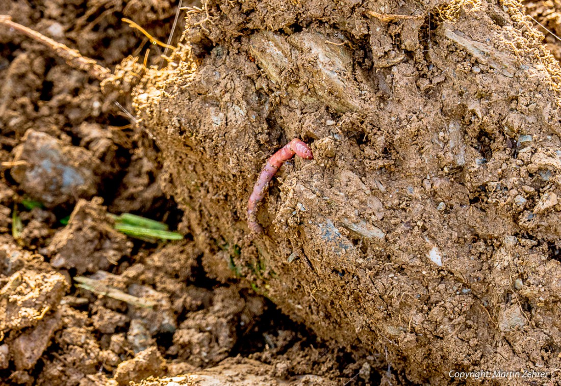 Foto: Martin Zehrer - Herbstfoto, Oktober 2015... Ein Regenwurm kriecht aus einem Dreck-Patzen, der wiederum Teil eines Ackers ist. Früher wurden Regenwürmer in Klöstern vermehrt um sie dann w 