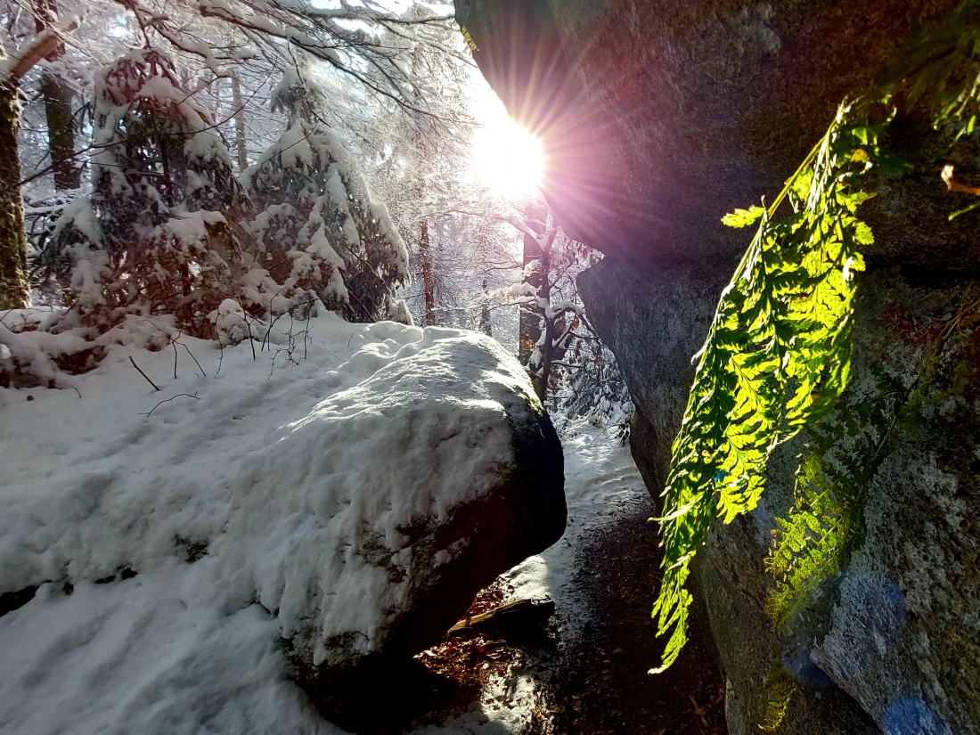 Foto: Martin Zehrer - Grünes im Winterwald...<br />
<br />
Wunderschöne Winterzeit am 13. Dezember 2022, am Waldstein.<br />
<br />
Es war ein extrem sonniger, klarer Tag am Waldstein im Fichtelgebirge.<br />
Die Temp 