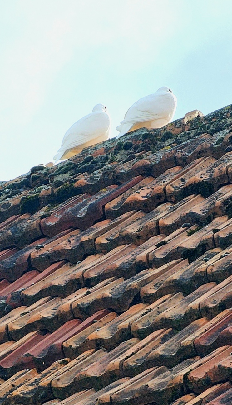 2 Tauben genießen den Frühlingsanfang.