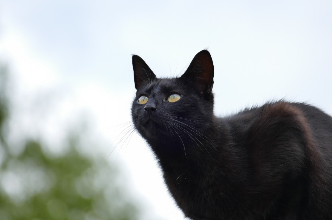 Foto: Martin Zehrer - Katze Paul guckt in die Luft ;-) 