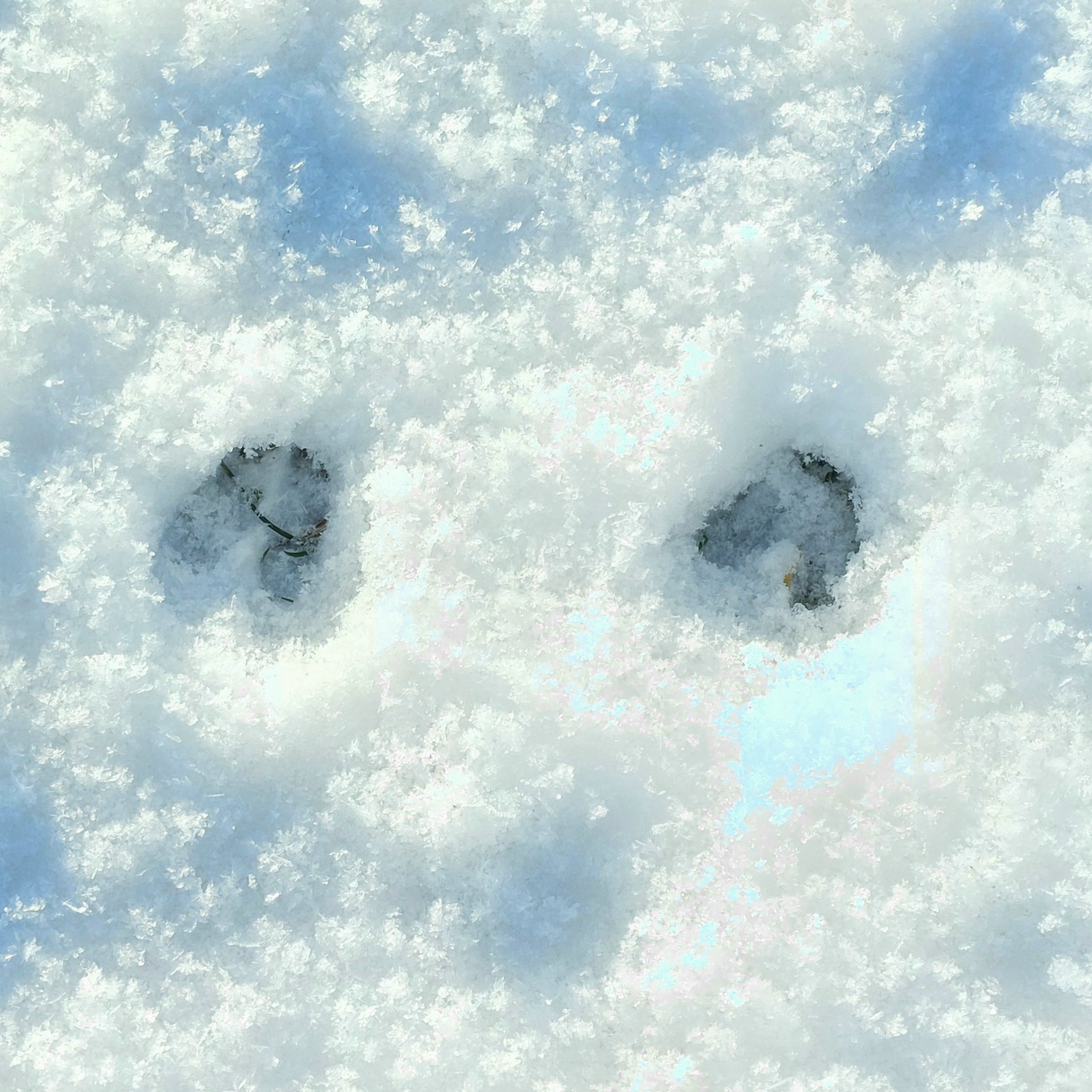 Foto: Martin Zehrer - Spuren im Schnee - ein Reh???<br />
<br />
Endlich wieder ein herrlich sonniger Winter-Tag. <br />
Bei -5 Grad Kälte strahlte die Sonne wirklich voller Energie vom blauen Himmel. 