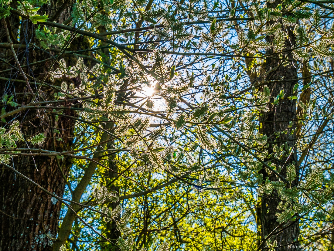 Foto: Martin Zehrer - Energie zum Wachsen... die Sonne strahlt durchs Geäst! Wandern am Karfreitag 2019... 