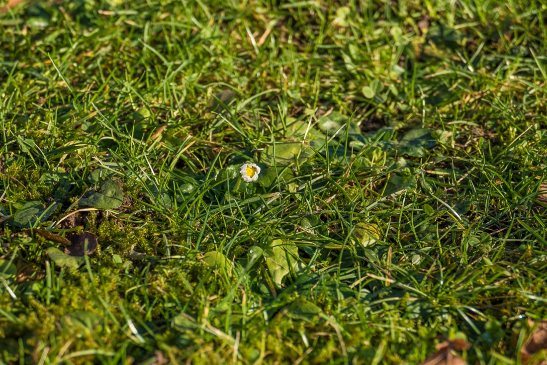 Foto: Martin Zehrer - Frühling?! - Ein winziger, weißer Punkt auf einem großen Flecken Wiese. Ein Gänseblümchen fühlt in die Frühlings-Sonne... Kemnath, 30. Januar 2018 