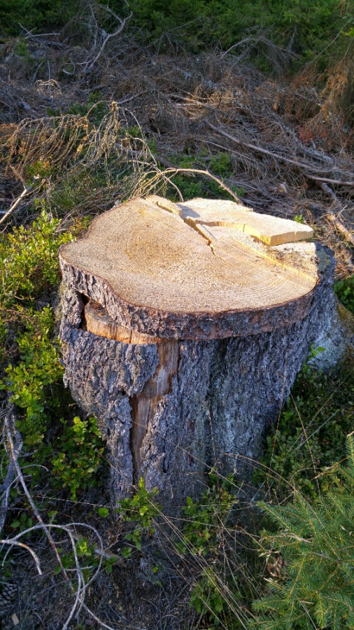 Foto: Martin Zehrer - Fahrrad-Tour:<br />
<br />
Steht ein Baumstumpf mitten im Wald und hat einen Deckel oben drauf liegen... Was wird wohl darunter zu finden sein? - Klick weiter nach rechts... 