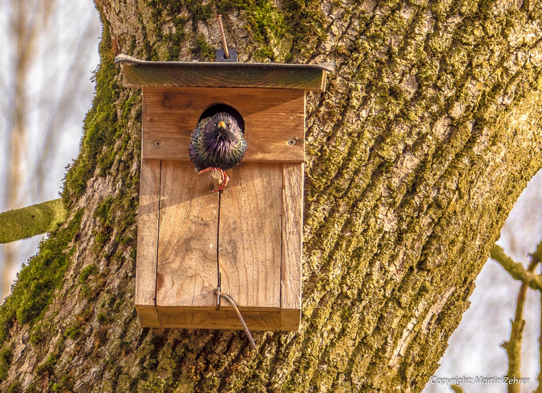 Foto: Martin Zehrer - Hier wohne ab sofort ICH!!! Ein Vogel findet eine Wohnung ;-)<br />
<br />
Frühlingsanfang und Ostersonntag auf Köstlers Bauernhof 