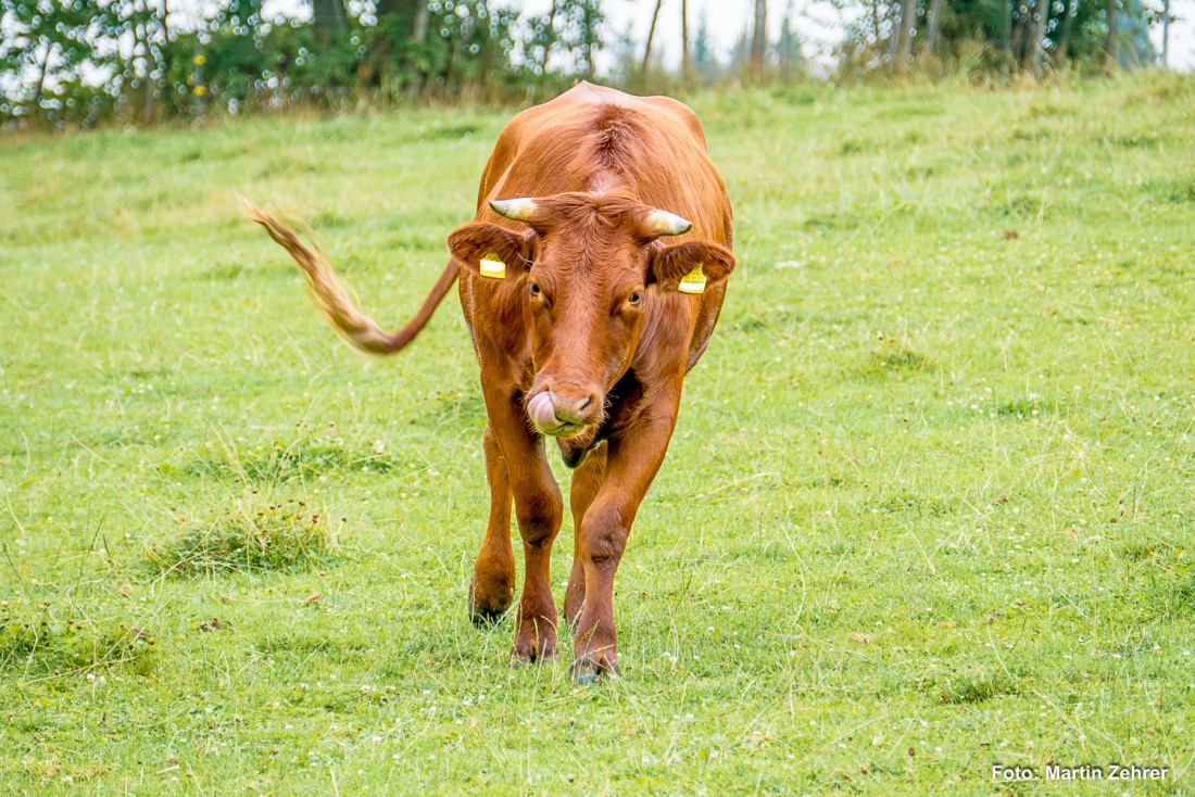 Foto: Martin Zehrer - Hmmmm... wer bist Du denn? Eine hübsche Kuh schlendert über die Weide in Hermannsreuth. 