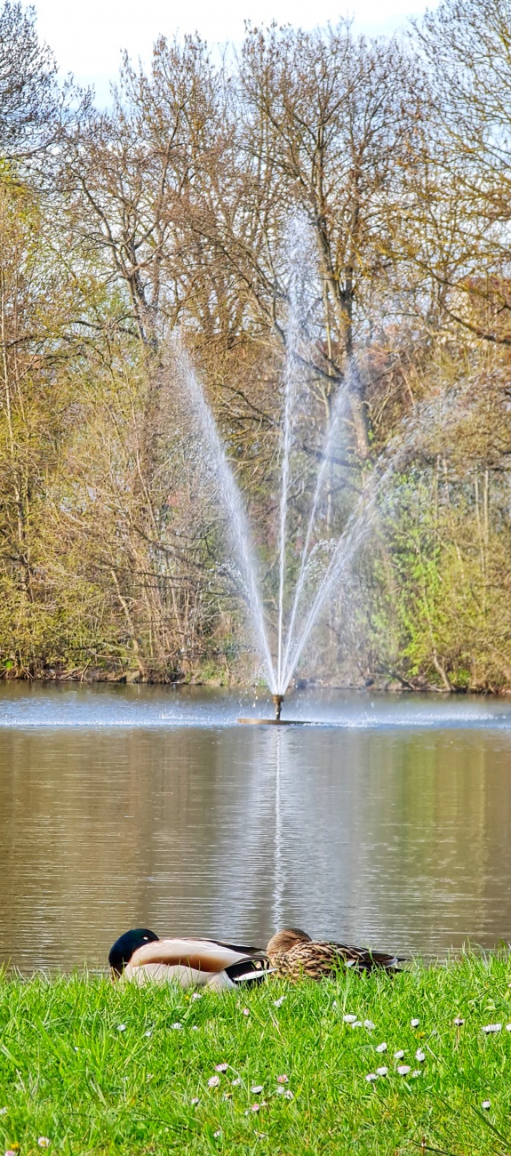 Foto: Jennifer Müller - Enten-Schlafenszeit :-) 