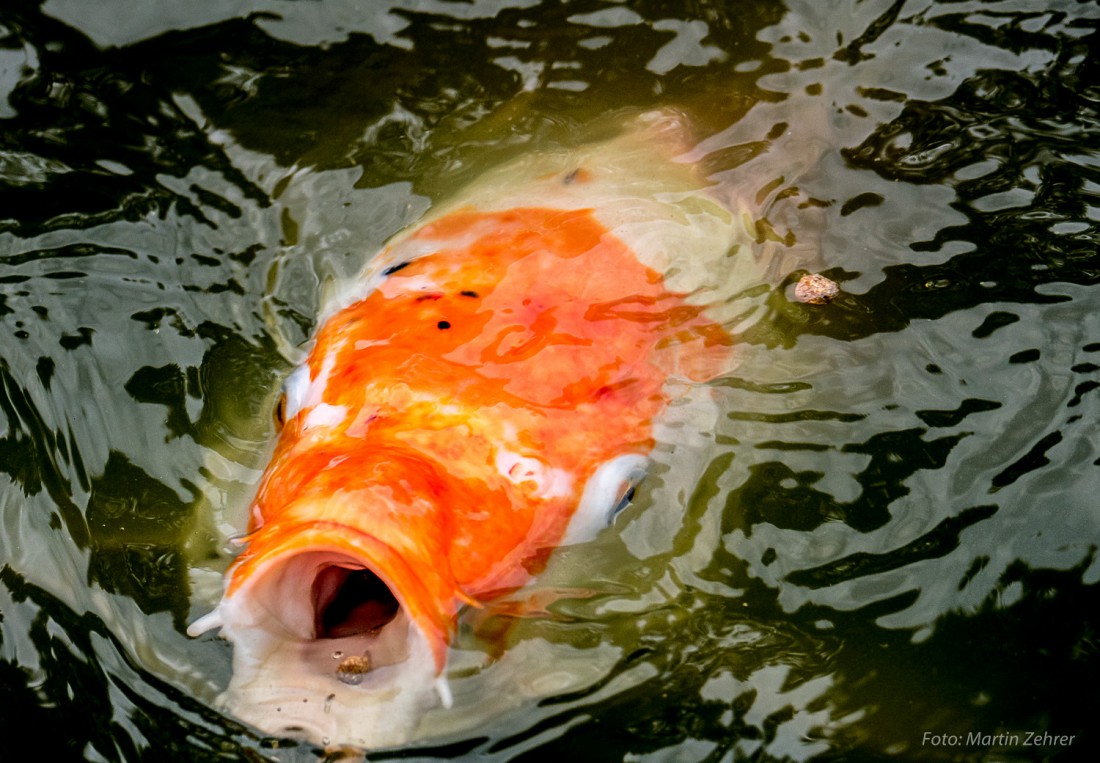 Foto: Martin Zehrer - Ein Koi-Karpfen beim Füttern. Gerade schwemmt er sich ein Futterkorn in sein aufgerissenes Maul.  