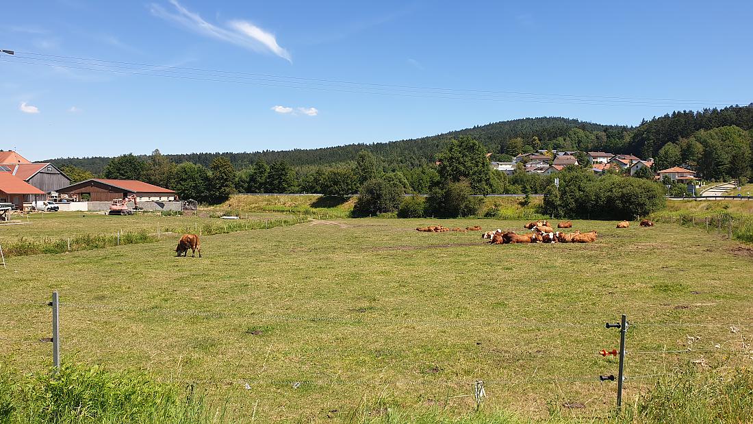 Foto: Martin Zehrer - Eine Kuh-Herde ruht auf der Wiese bei Grafen-Kirchen im bayrischen Wald.<br />
1. August 2020 - Tempetatur bei ca. 33 Grad Celsius  