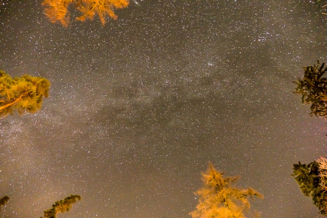 Foto: Martin Zehrer - Die Milchstraße durch den Wald. Aufgenommen bei Arnoldsreuth Nähe Pullenreuth... 