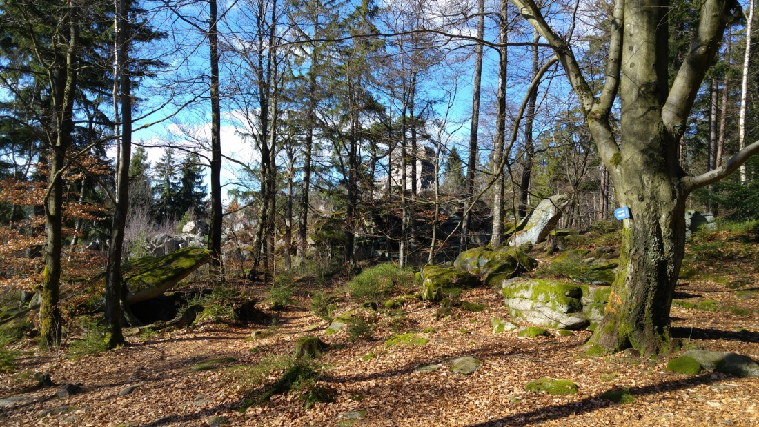 Foto: Martin Zehrer - Frühlingsgefühl... Einmalige Natur-Eindrücke im Steinwald 