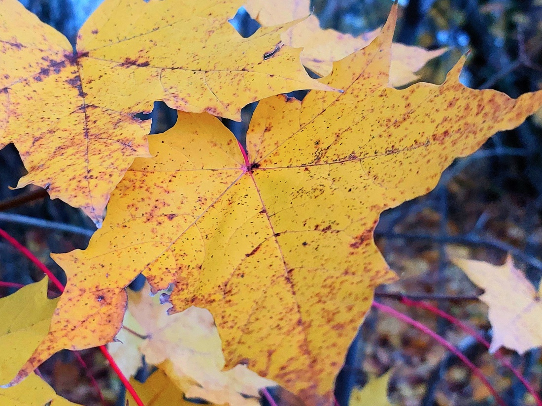 Foto: Martin Zehrer - Herbstlaub 