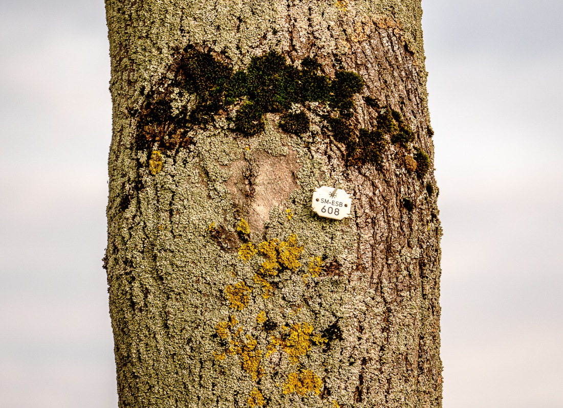 Foto: Martin Zehrer - Kleines Schild an einem Baum zwischen Kemnath und Kulmain an der Straße - Sind alle Bäume erfasst???<br />
SM-ESB 608 bedeutet vermutlich Straßenmeisterei Eschenbach und die N 