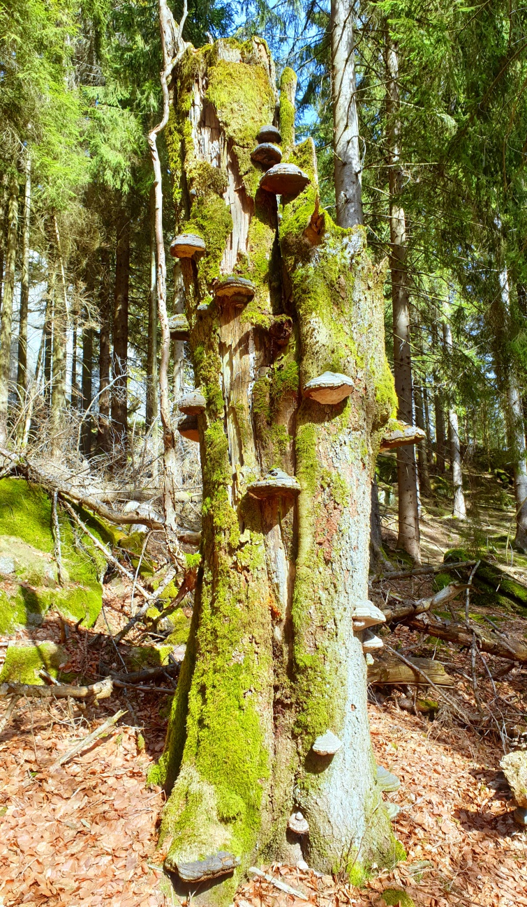 Foto: Martin Zehrer - Baumschwammerl ohne Ende...<br />
<br />
Wenn man abseits der normalen Wege am Ochsenkopf unterwegs ist, fühlt man sich wie in einem Urwald... 