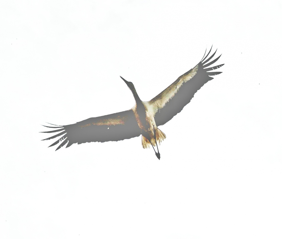 Foto: Jennifer Müller - Mit viel Glück... Der kemnather Storch in voller Pracht. 