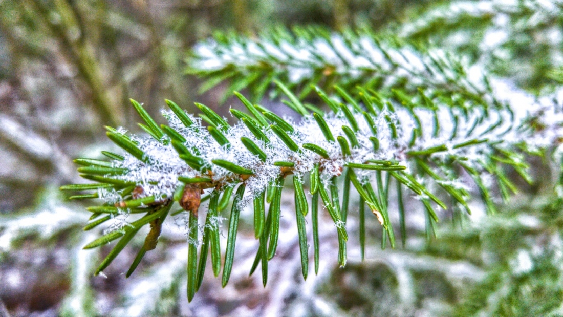 Foto: Martin Zehrer - 29. Dezember 2018, im bayrischen Wald... ;-) 