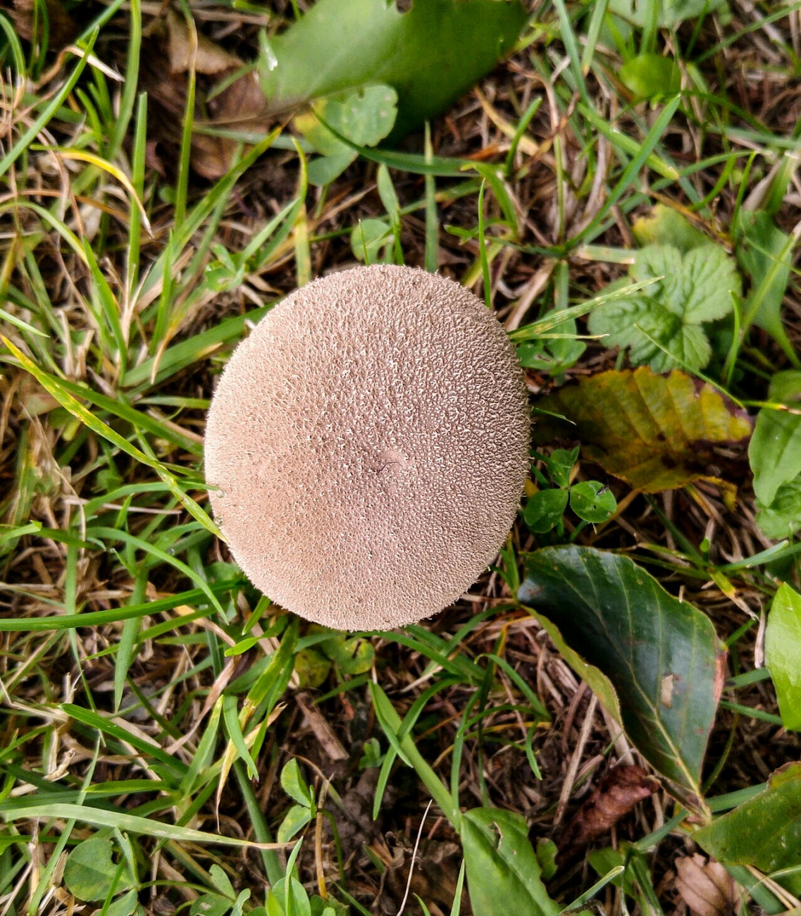 Foto: Martin Zehrer - Pilz mitten auf dem Weg, hoch zum Armesberg. 