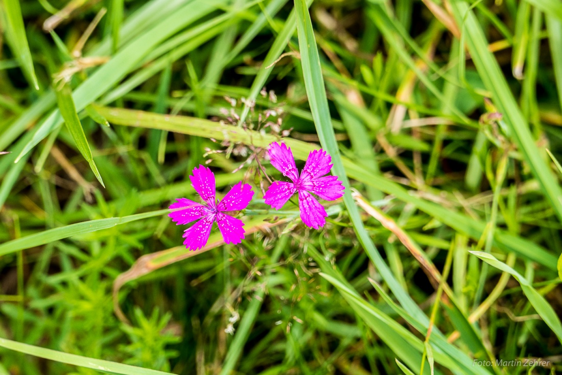 Foto: Martin Zehrer - Wer kennts? - Rosa Wildblume auf dem Armesberg... 