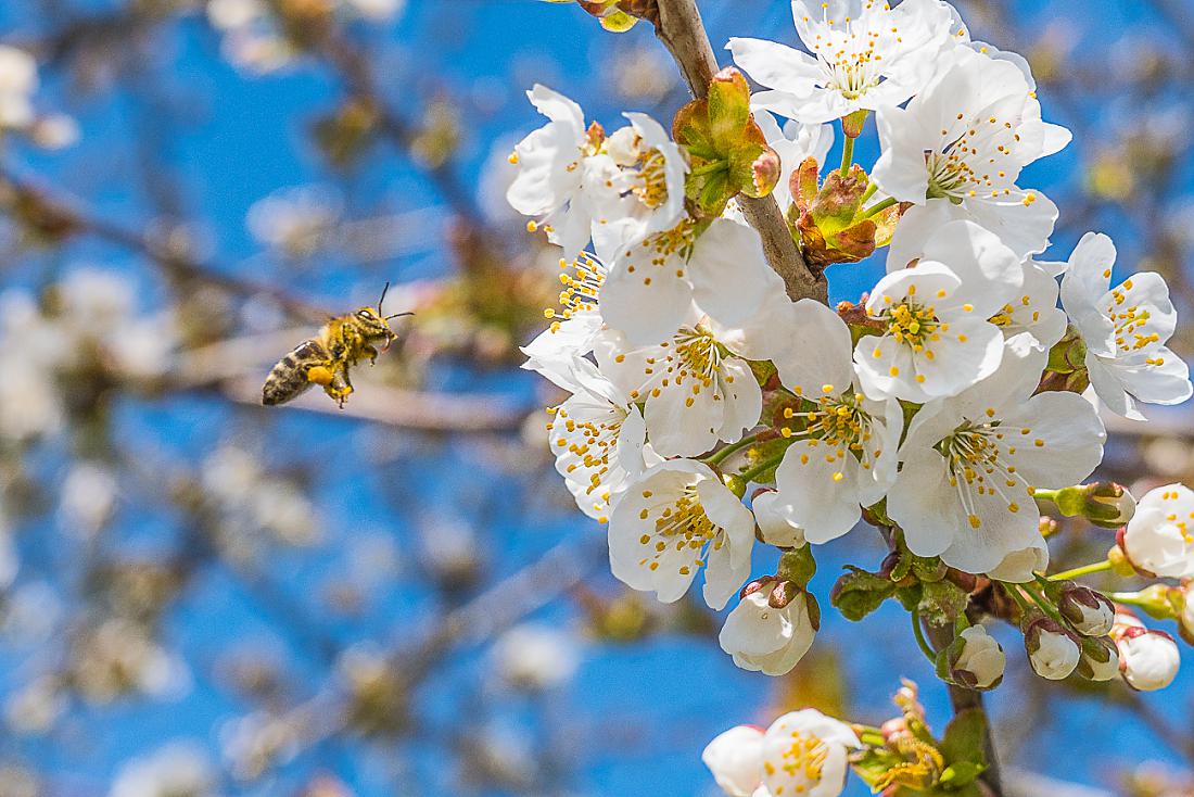 Foto: Martin Zehrer - Ich bin schon da!!! Fleißige Biene im herrlichen April bei der Arbeit.<br />
<br />
Spazierfahrt mit dem Rad, aufgrund der Ausgangsbeschränkung natürlich alleine...<br />
<br />
Karsamstag,  