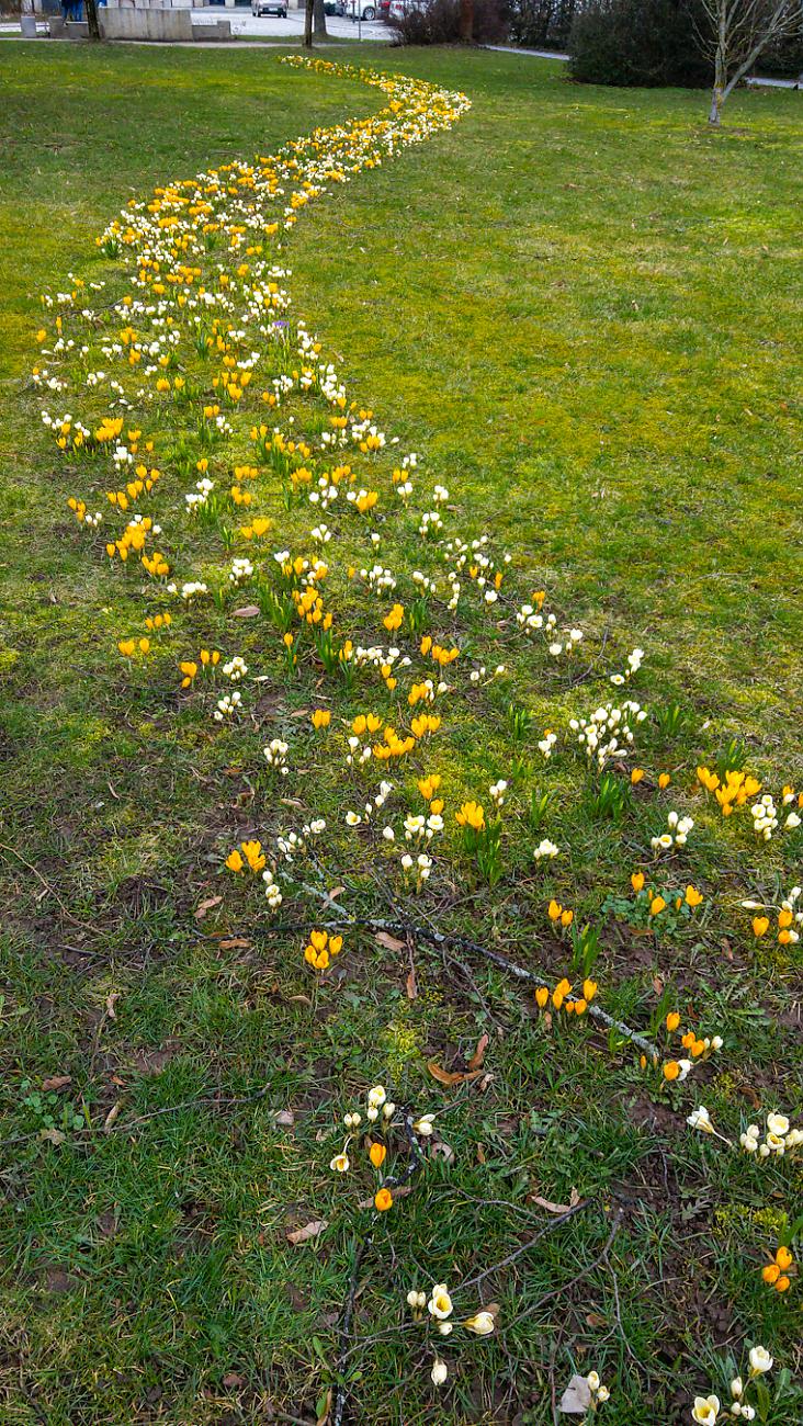 Foto: Martin Zehrer - Frühlingsblumen in Kemnath am Sonntag, dem 8. März 2020 