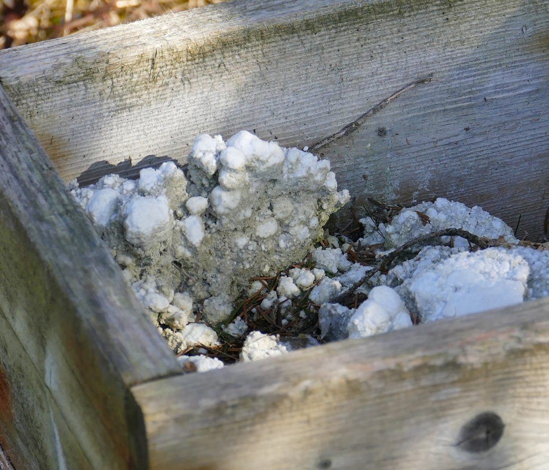 Foto: Martin Zehrer - Steht mitten im Wald bei Zwergau... 