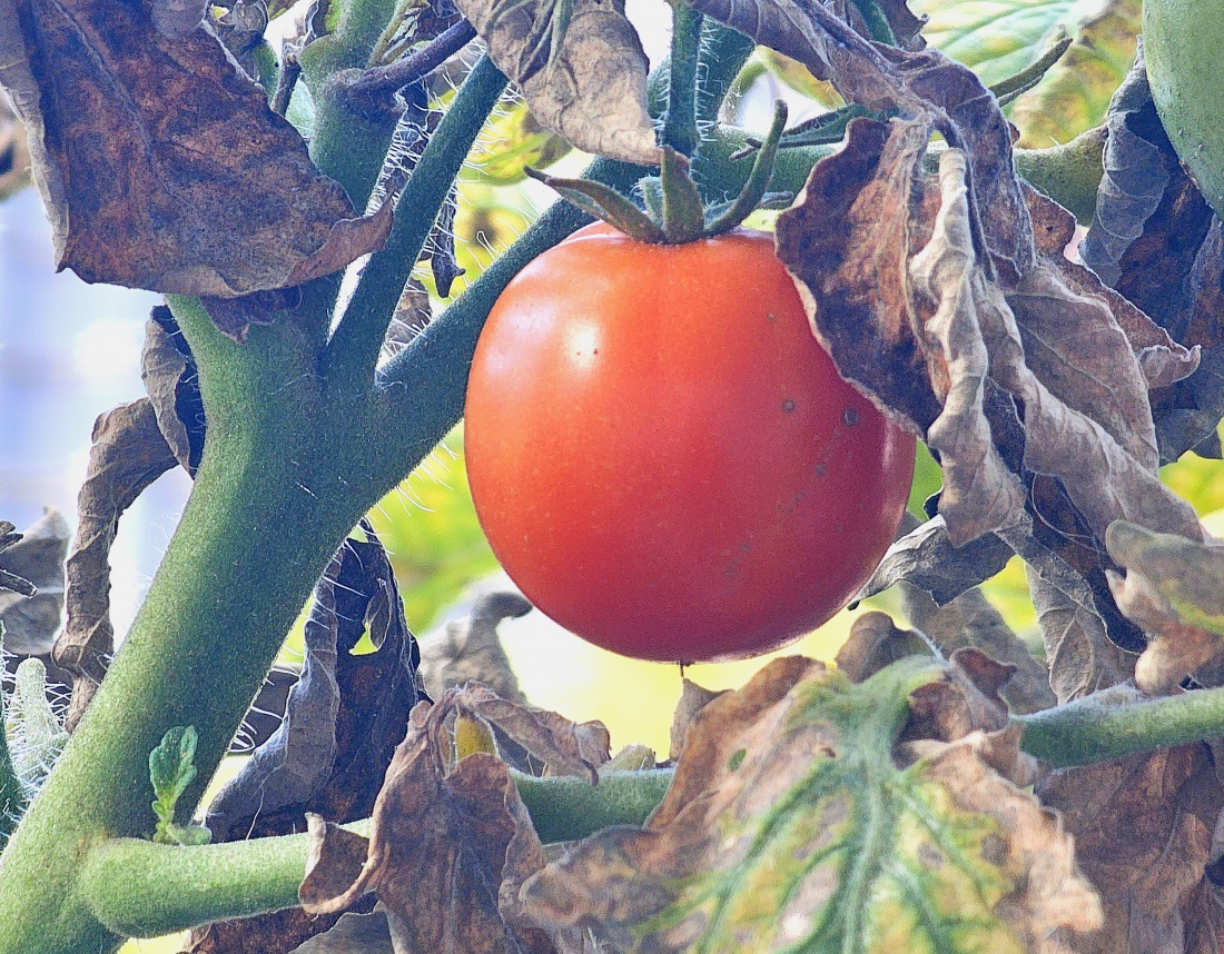 Nachzügler-Tomate am 27. September 2026...