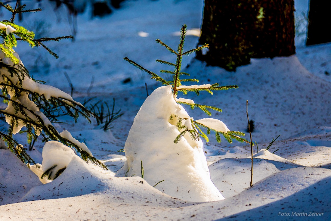 Foto: Martin Zehrer - Winter-Wald am Fichtelsee ;-) 