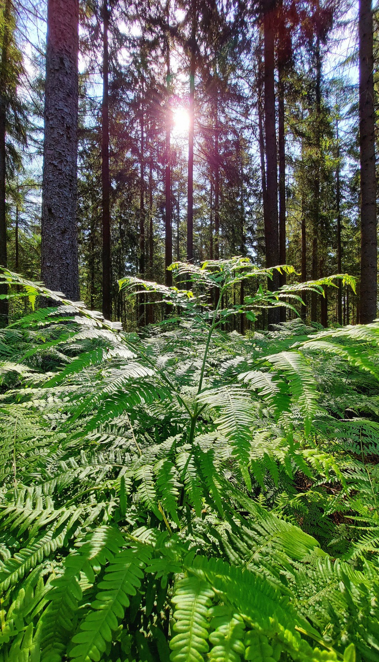 Foto: Martin Zehrer - Farne wie im Urwald... 