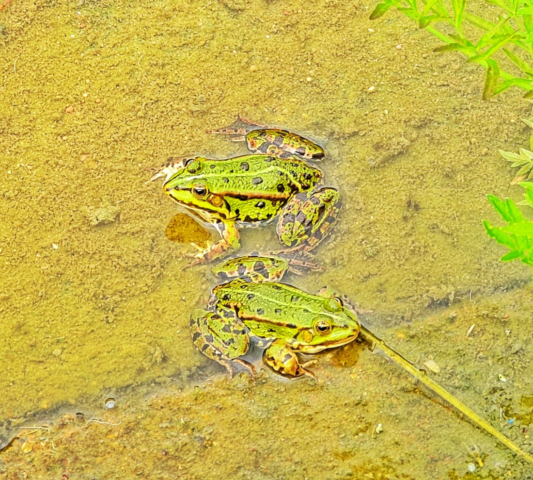 Foto: Jennifer Müller - Zwei Frösche beim Sonnenbad  