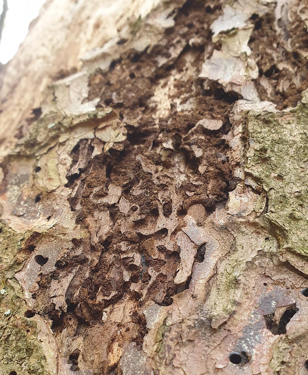 Foto: Martin Zehrer - Schädlings-Befall im Steinwald. Hier hat vermutlich der Borkenkäfer zugeschlagen. 