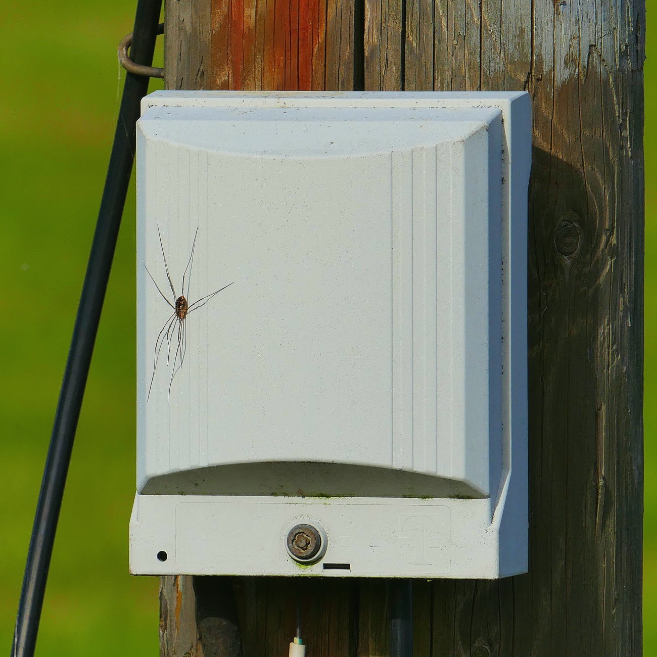 Foto: Martin Zehrer - Spinne aum Telefonmast, zwischen Godas und Erdenweis... 