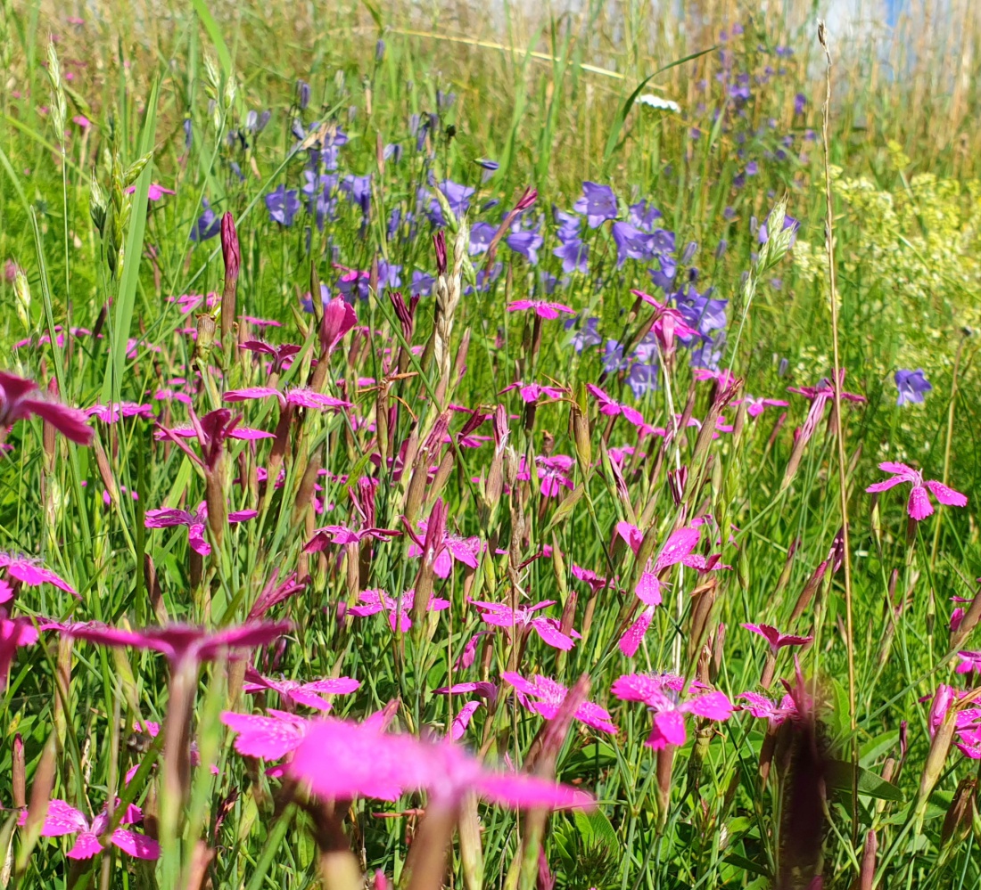 Foto: Martin Zehrer - Blumenparadies am Wegesrand von Neusteinreuth nach Godas hoch. 