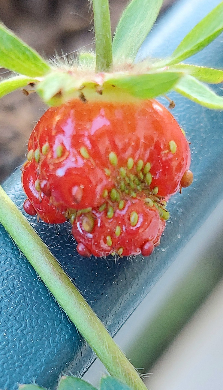 Foto: Martin Zehrer - Die erste rote Erdbeere im Balkongeländer-Blumentopf! <br />
<br />
Die Geschichte und Pflege der Erdbeere... Ein Klassiker im Garten<br />
<br />
Die Erdbeere zählt zu den beliebtesten Früc 