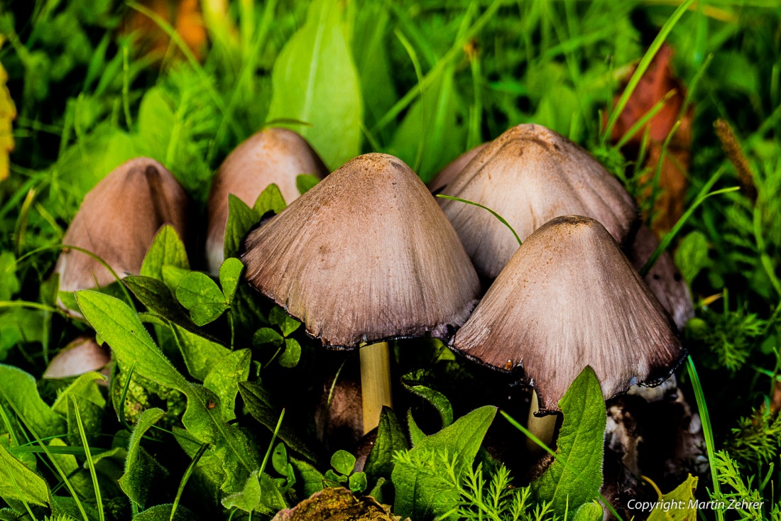 Foto: Martin Zehrer - In der Gruppe - Pilze am kemnather Stadtweiher... 