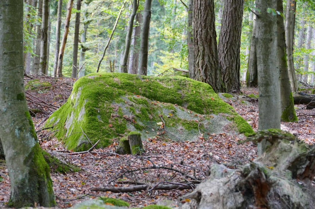 Foto: Martin Zehrer - Wandern im Steinwald<br />
<br />
Felsen, Felsen und nochmals Felsen... Wie der Name Steinwald schon vermuten lässt, gibt es hier im Wald unzählige große und kleine Steine... 